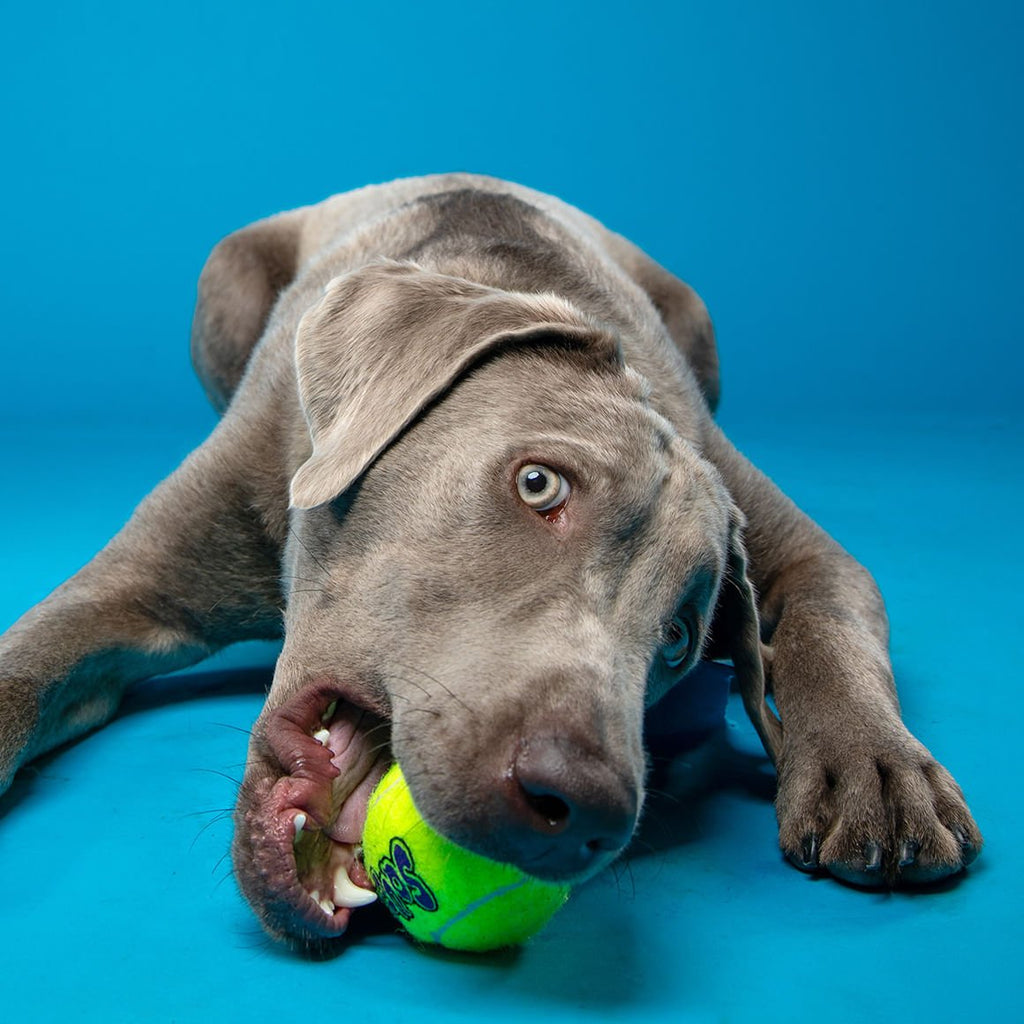 Squeak Ball  Squeaker Tennis Ball Dog