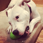 Dinosaur Egg Dog Chew Toy & Treat Dispenser