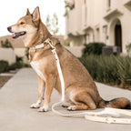 Fur Elise Elise Collar & Leash Set - Bone